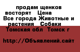 продам щенков восторят › Цена ­ 7 000 - Все города Животные и растения » Собаки   . Томская обл.,Томск г.